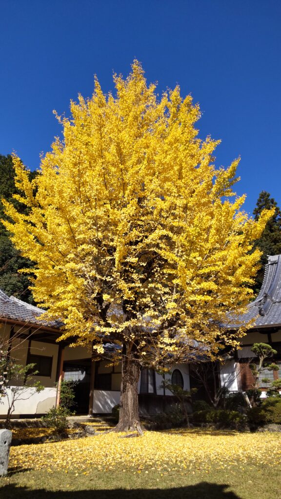 参禅時の大イチョウ