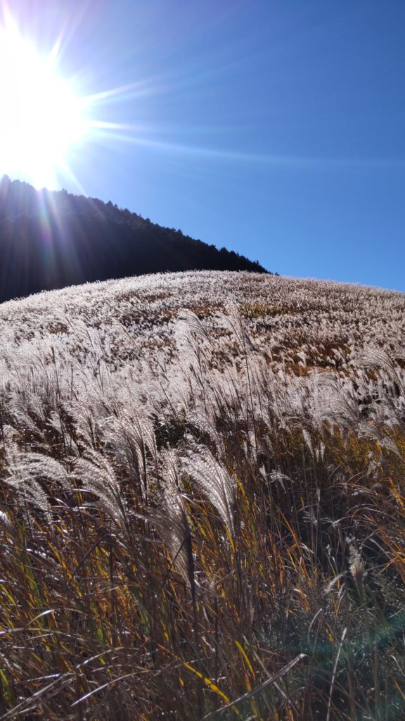 箱根千石原のすすき