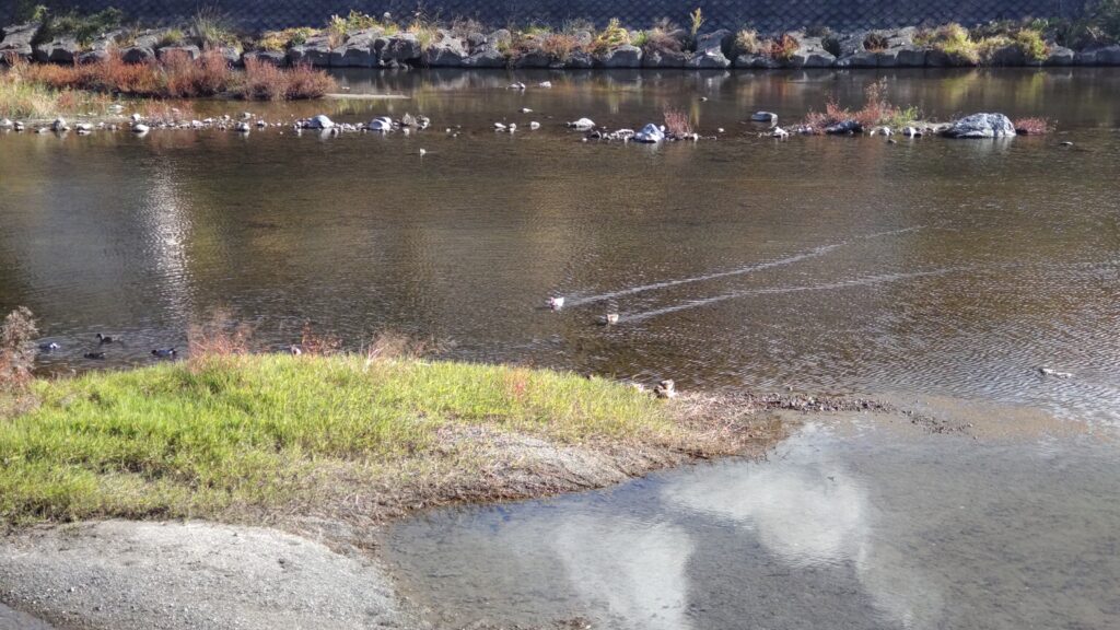 衝突回避後の鴨たち