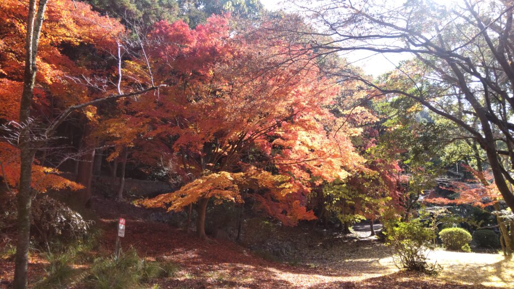 今年のの紅葉