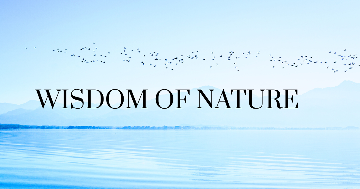 秋の散歩時に流れる川を眺めていると冬の渡り鳥の鴨が泳いでいた。